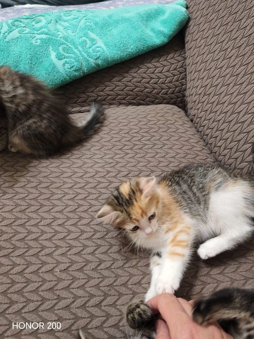 Отдам котёнка в добрые руки