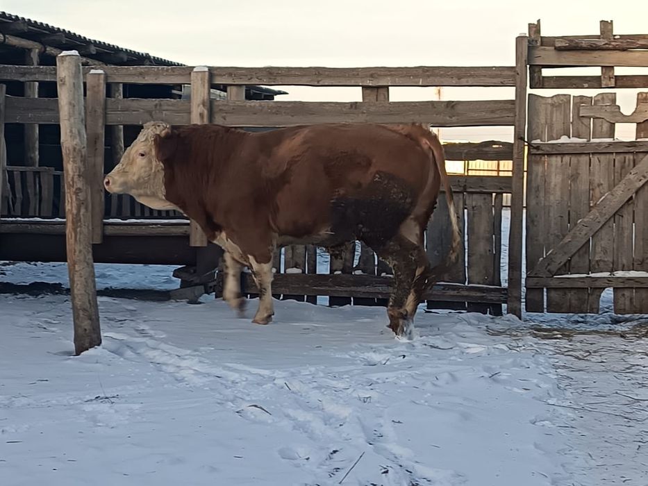 Продается на племя бык