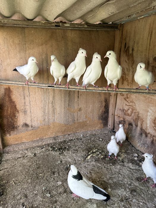 Продам голубей бакинцы