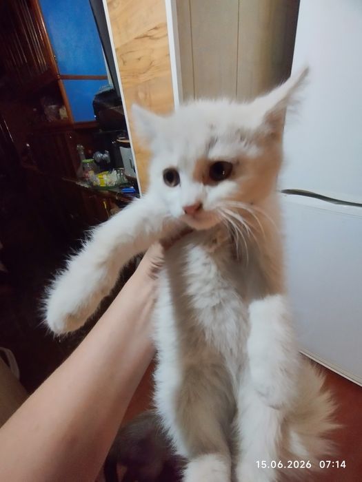 Белый, красивый котёнок.