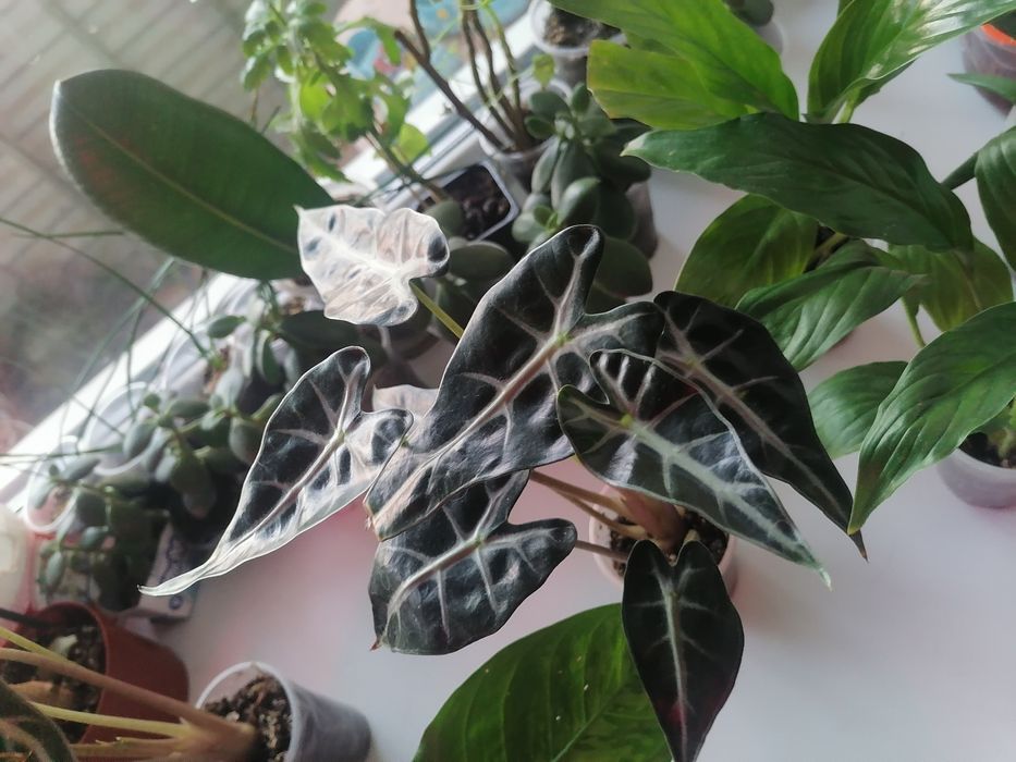 Продам комнатные  цветы