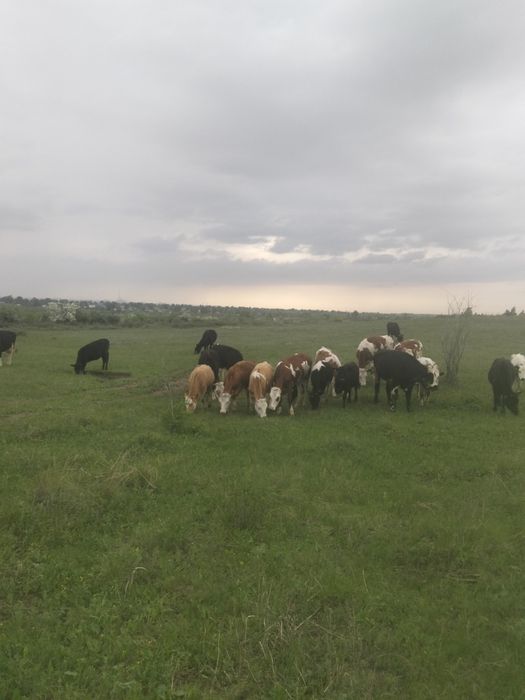 Продам коров, хозяйство