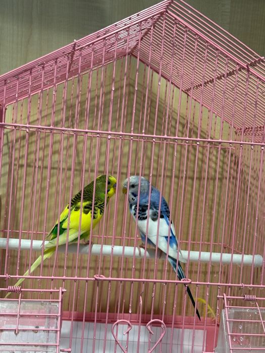 Продам попугаев  мальчик и девочка