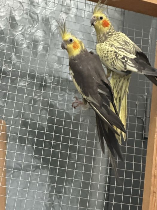 karella para tuxum qoyadi