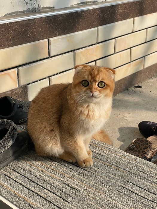 Золотой шиншиллы