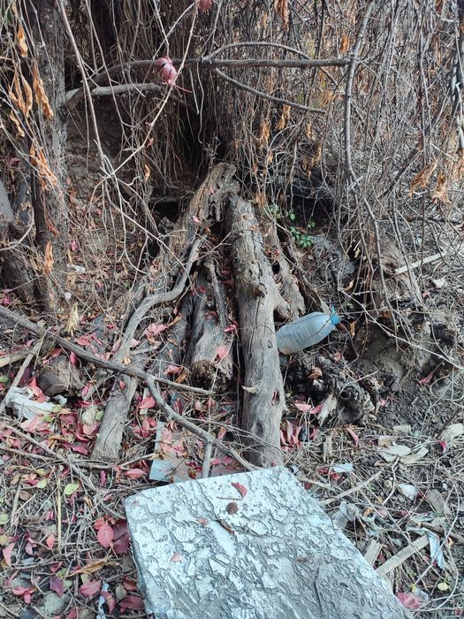 Дрова отдам даром