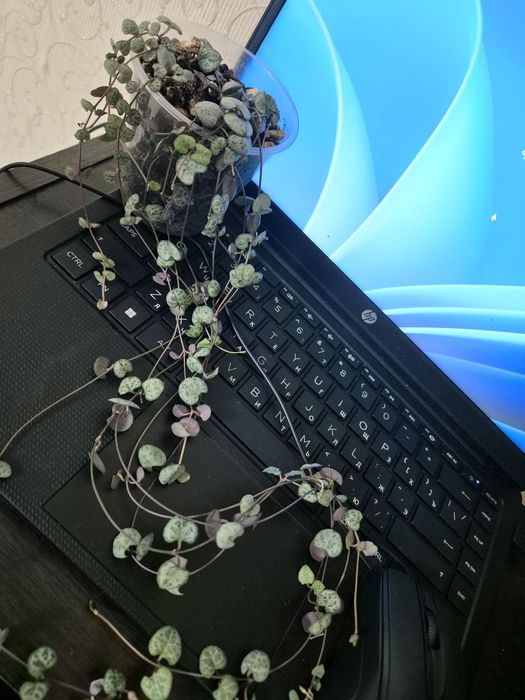 Живые питомцы для души