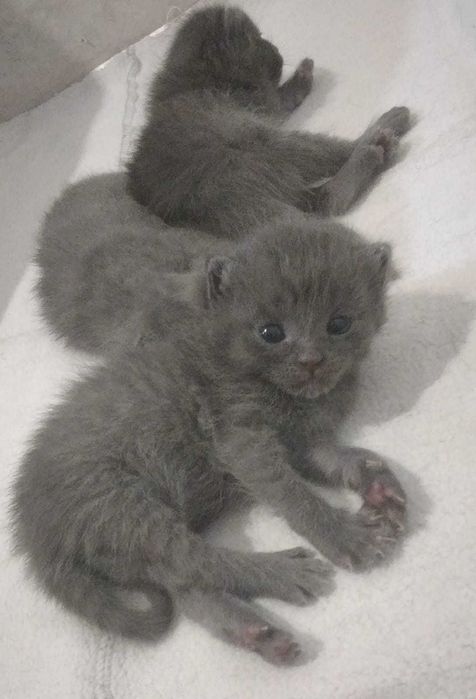 Породистые Котятки