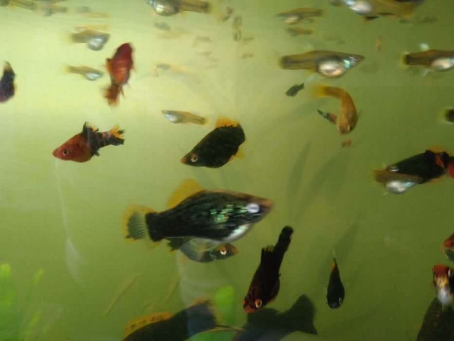 Продам меченосцев черных