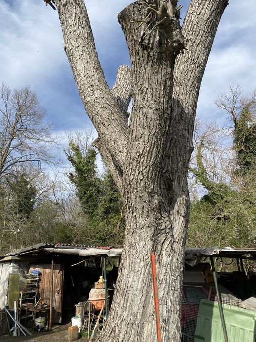 Орехов материал - ствол