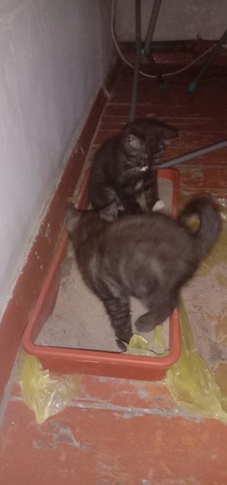 Отдам котят мама британка
