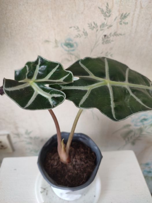 Продам Алоказия Полли и Фикус  Belize