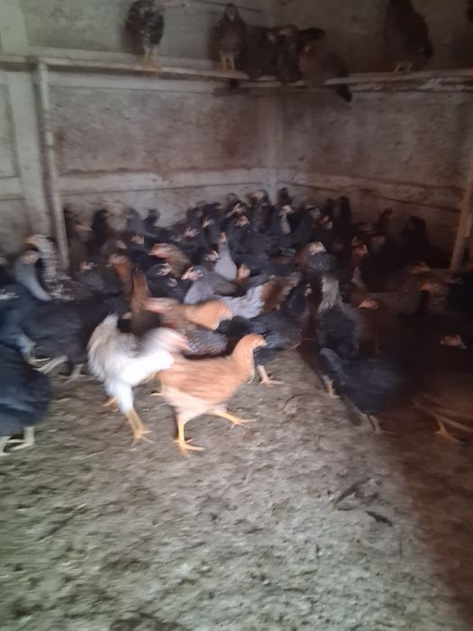 Rățuște și puice de vânzare