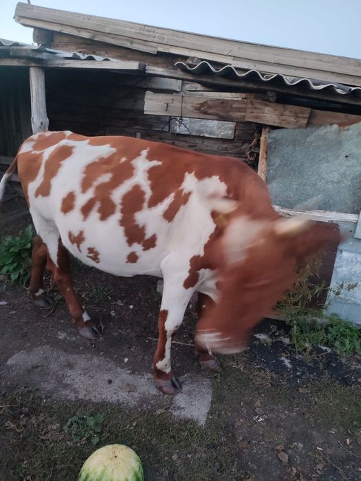 Продам коров дойные