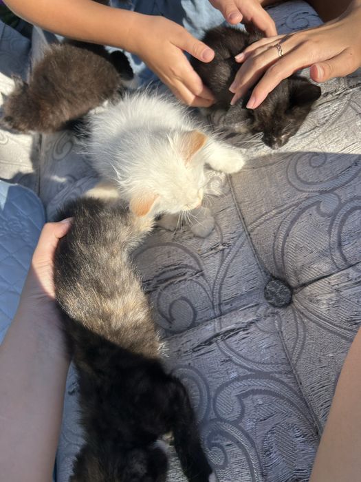 Котята в добрые руки!!!