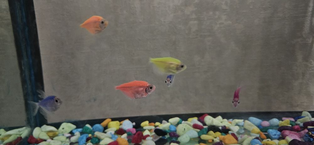 Akvarium 20litrli 8ta glofish baliqlari, filtri bilan