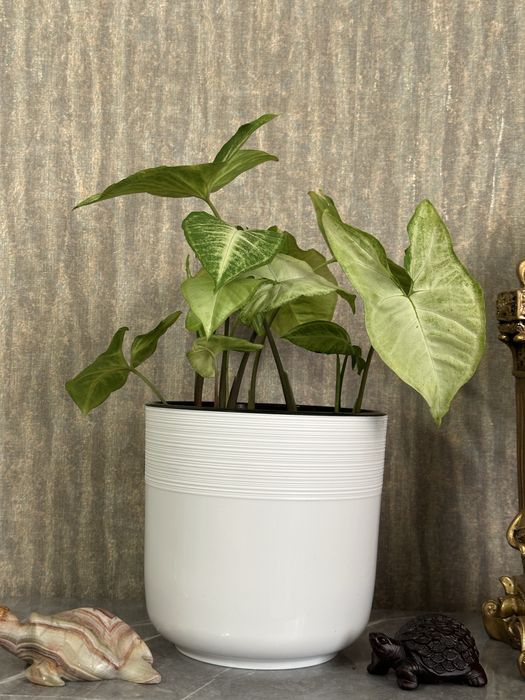 Сингониум Батерфляй