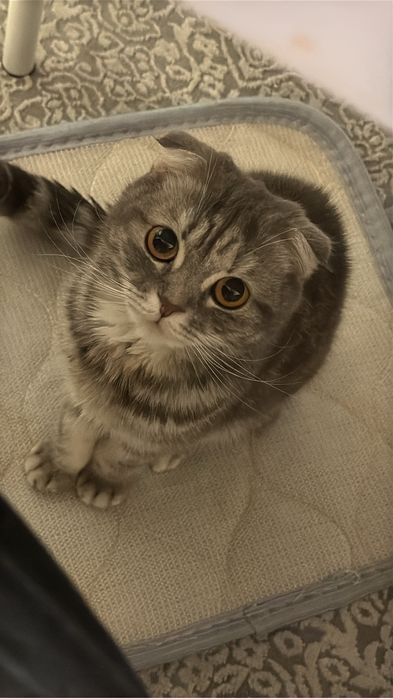 Продаётся красивая кошечка