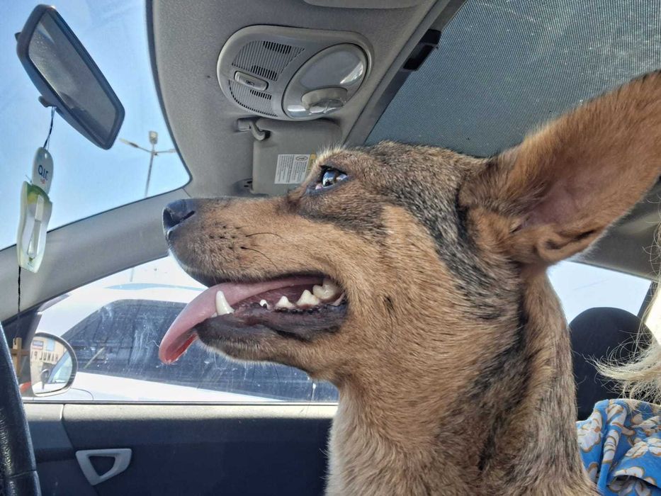 donez catelusa 10-11 luni