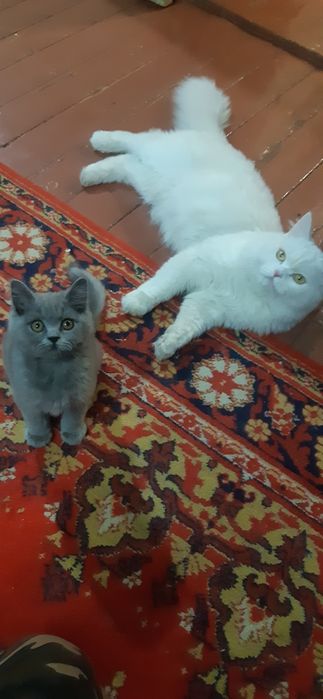 Кот для вязки скоттишь страйт