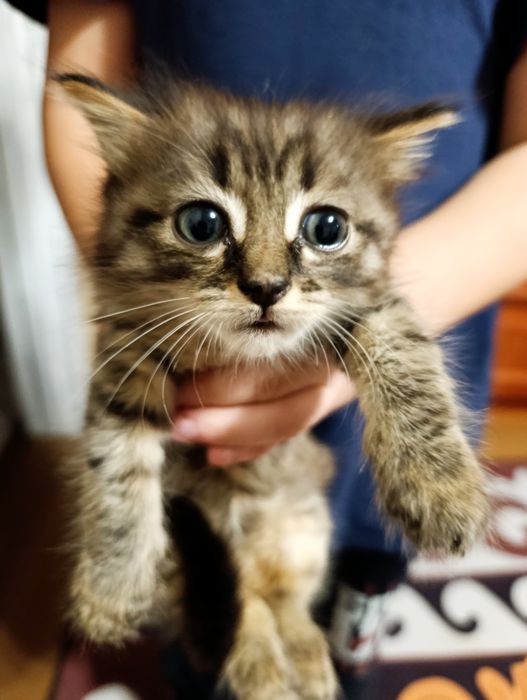 Отдам котенка в добрые руки