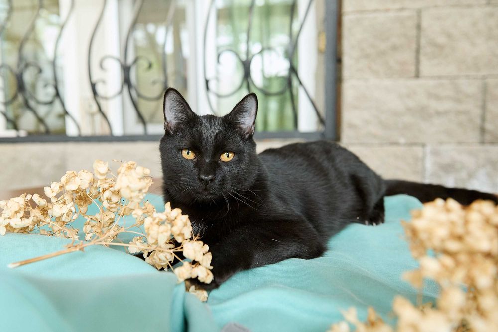 Молодой котик, мальчик, 8 месяцев