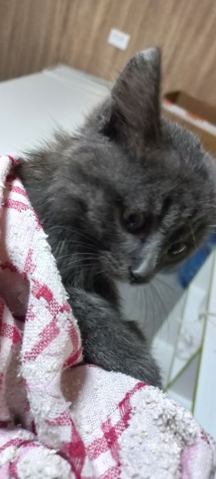 Кошечка в добрые руки