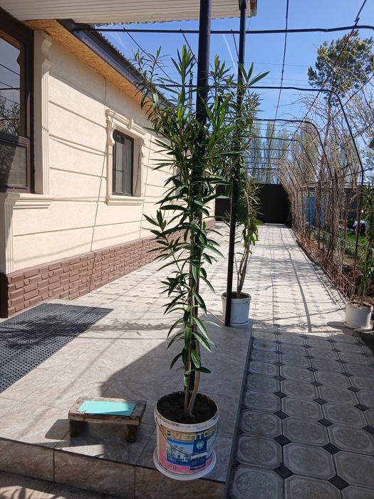 Бөлме гүлдері,аты олеандралар