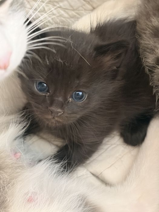 Котята в хорошие руки
