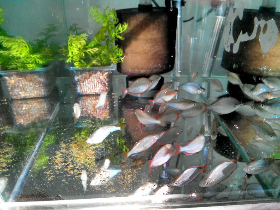 Неоновая радужница рыбка