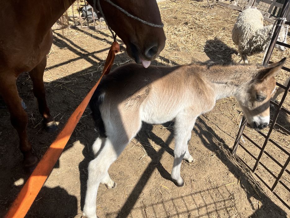 Сауынлы бие кулынымен тайы 3бас