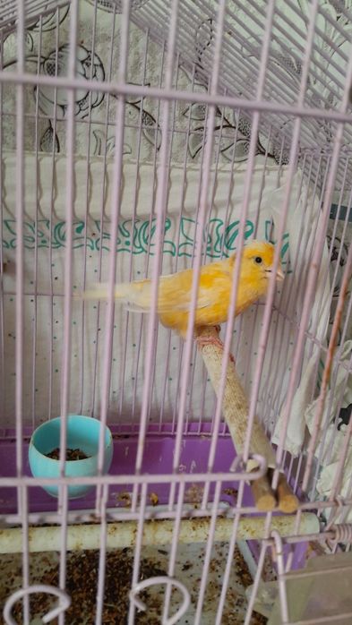 Продам самку кенора