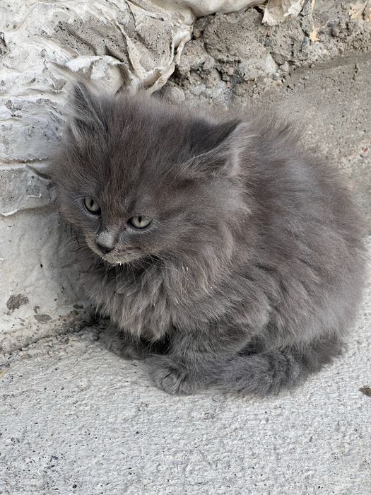 Отдам котят г. Есик