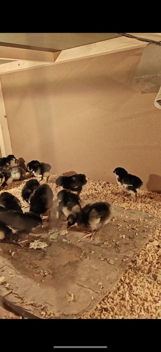 Zot: Avstralorp / Rumin (aralash emas, toza yoʻnalish)

Yoshi: 2 hafta