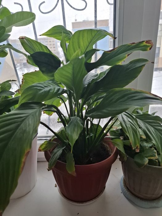 Комнатные растение хорошая