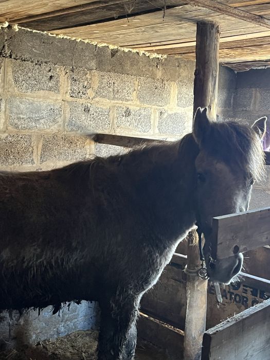 Байтал откормммм