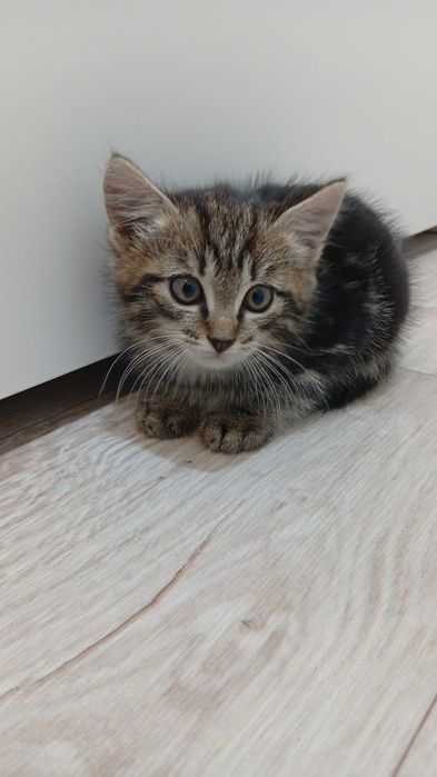 Отдам котят даром(мальчик)
