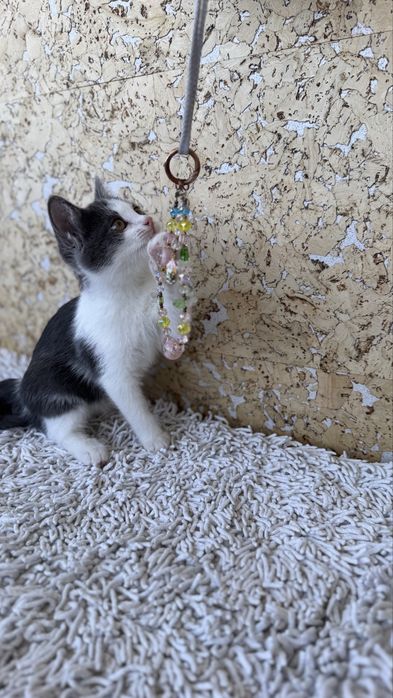 Отдам 2 котят, девочки, 3 месяца