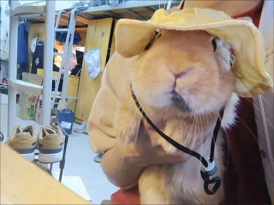 Sovg‘a topolmayapsizmi?