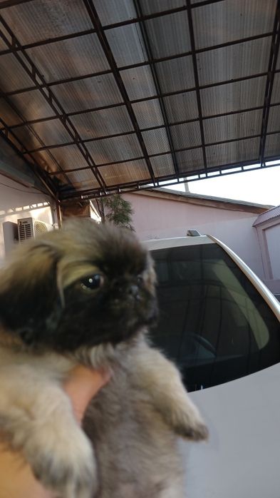 Пекинес 3 девочки