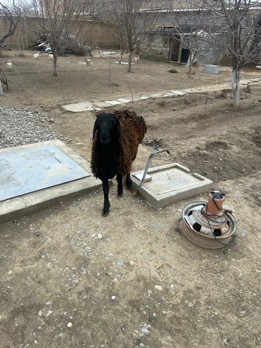 Қошқар сатылады.