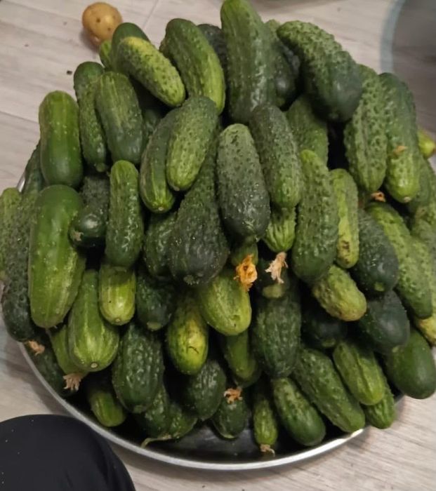 Продаю дачные огурцы