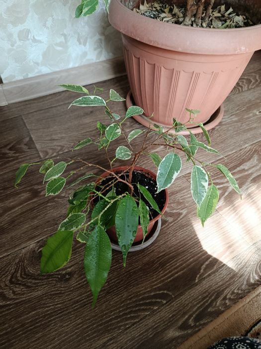 Фикус Бенджамина