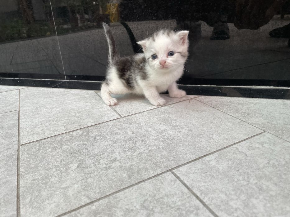 Скотиш фолд мушукчалар сотилади 7 та