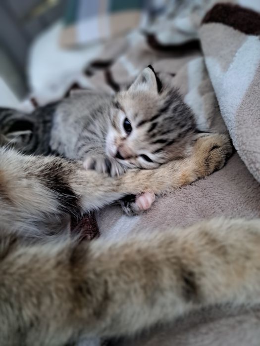 Продаются котята