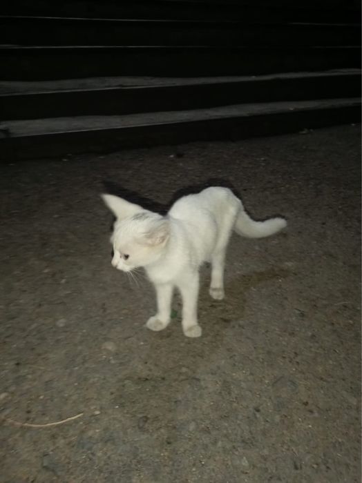 Отдам котенка девочку