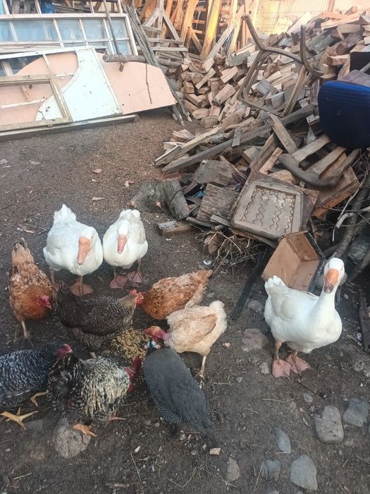 Vând gâste de culoare alb