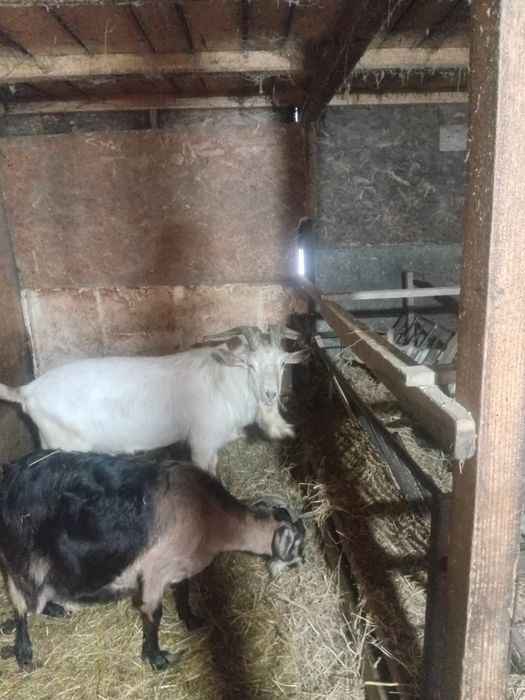 Țap rasa saanen  caută un stăpân nou