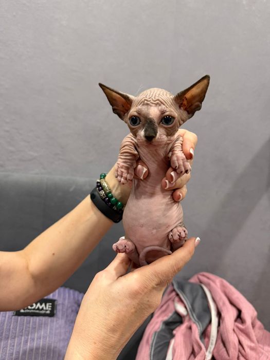 Продам редких котят ЭЛЬФ и БАМБИНО