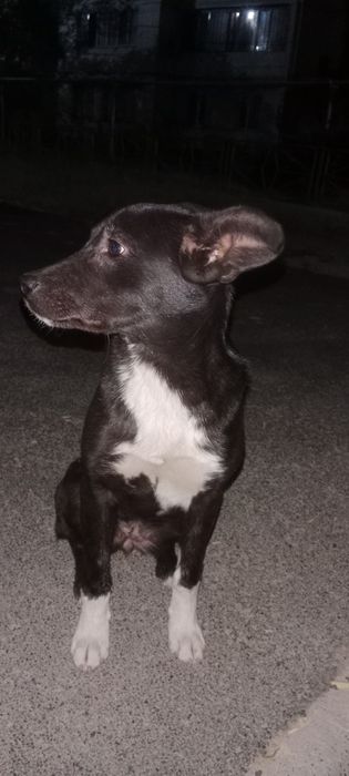 Прибился щенок, девочка.